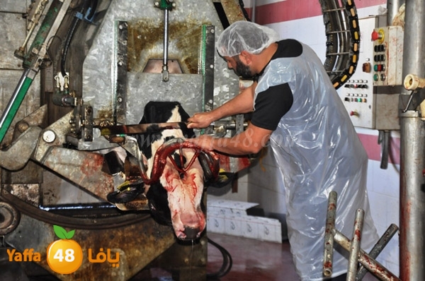 Jam3iya la7m3n (28).JPG